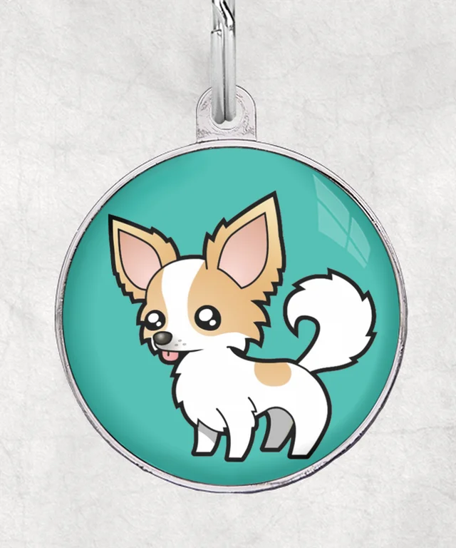 Chihuahua langhaar beige