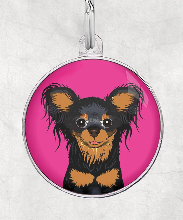 Russische toy terrier zwart