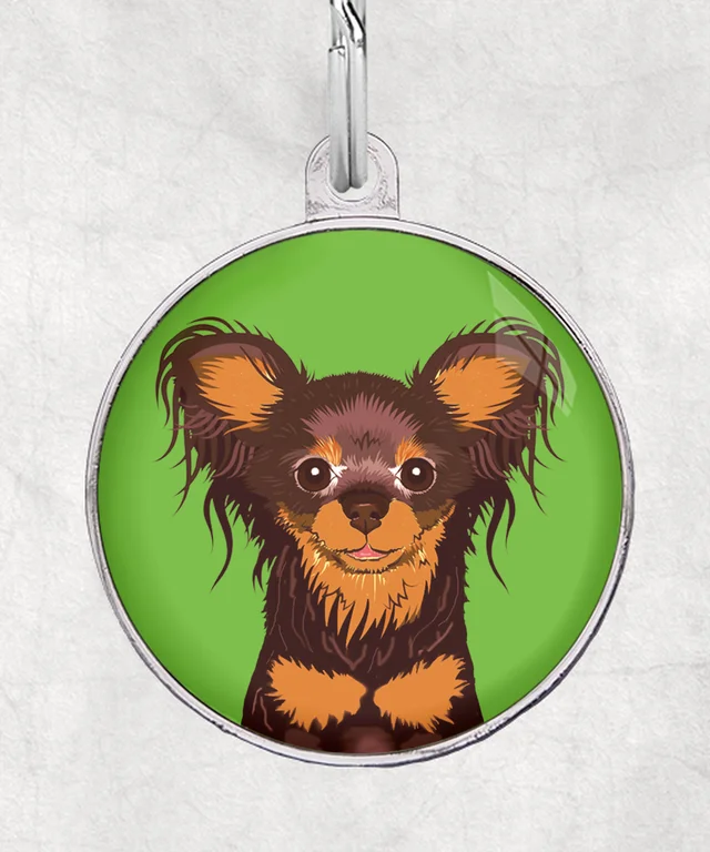 Russische toy terrier bruin