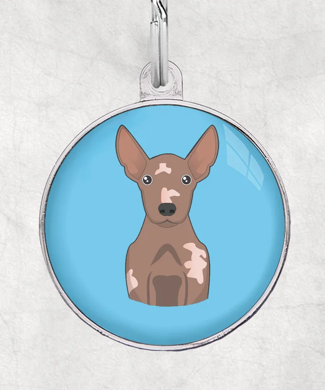 Hairless terrier