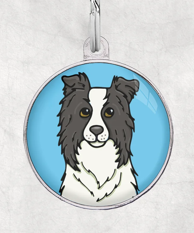 Border collie blauw