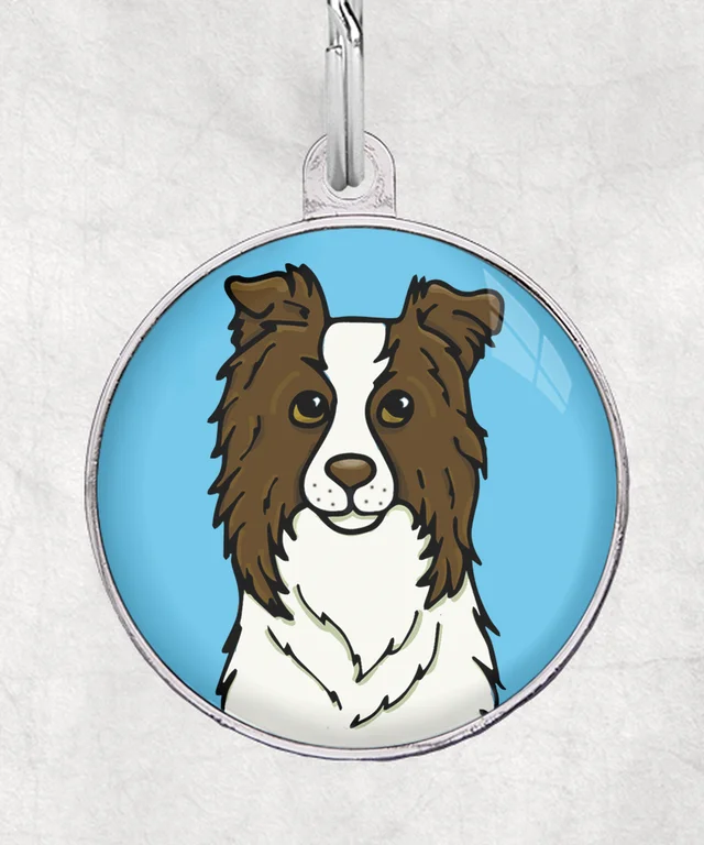 Border collie chocolade