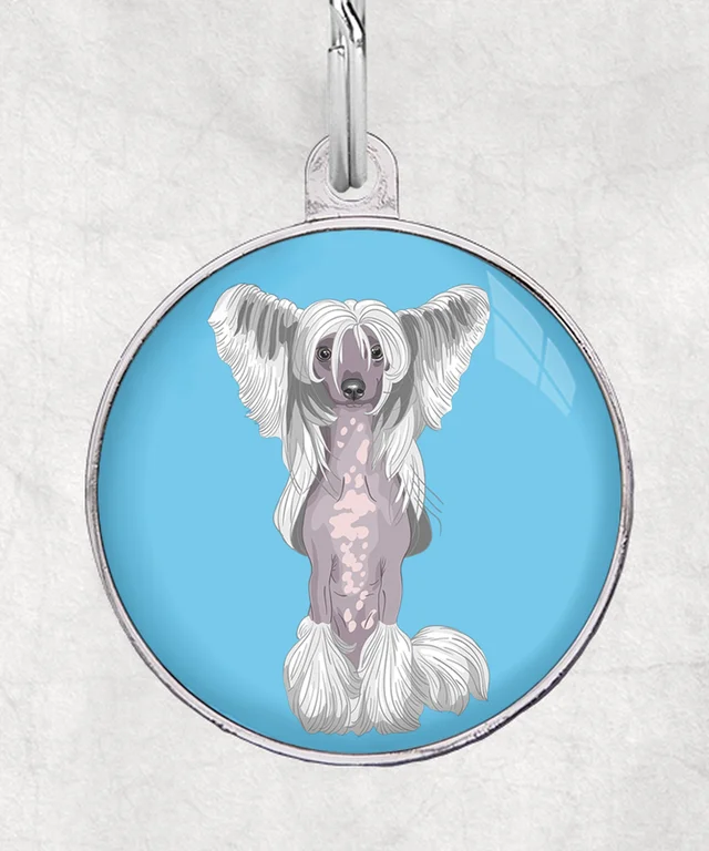 Chinese crested wit