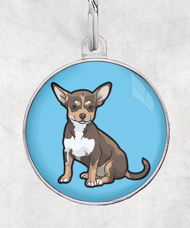 Chihuahua tricolor-chocolade