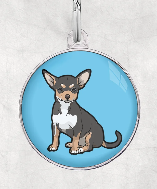 Chihuahua tricolor-zwart