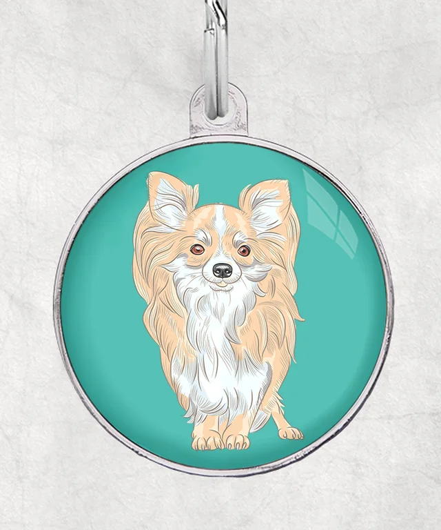 Chihuahua beige langhaar