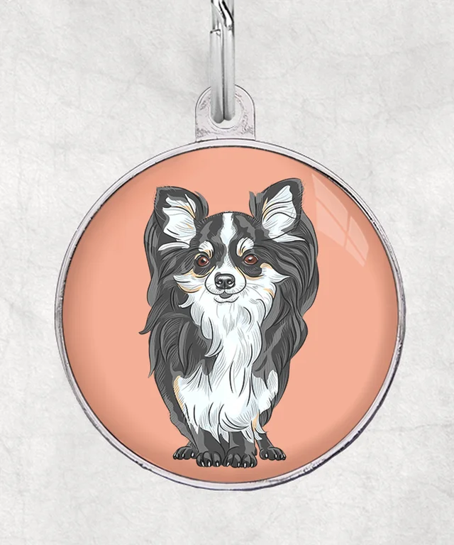 Chihuahua langhaar zwart-wit