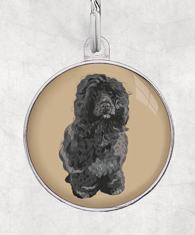 Portugese waterhond zwart