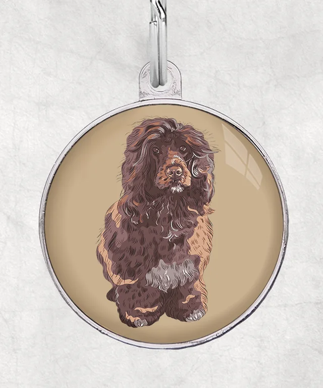 Portugese waterhond bruin