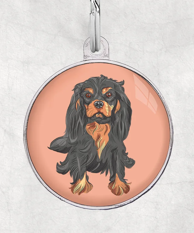 Cavalier zwart bruin