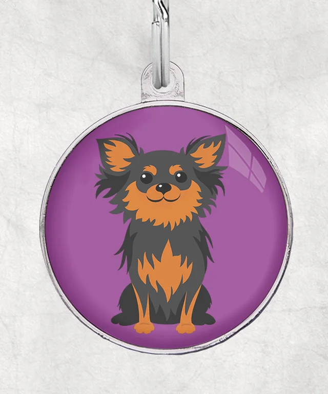 Chihuahua langhaar black-tan