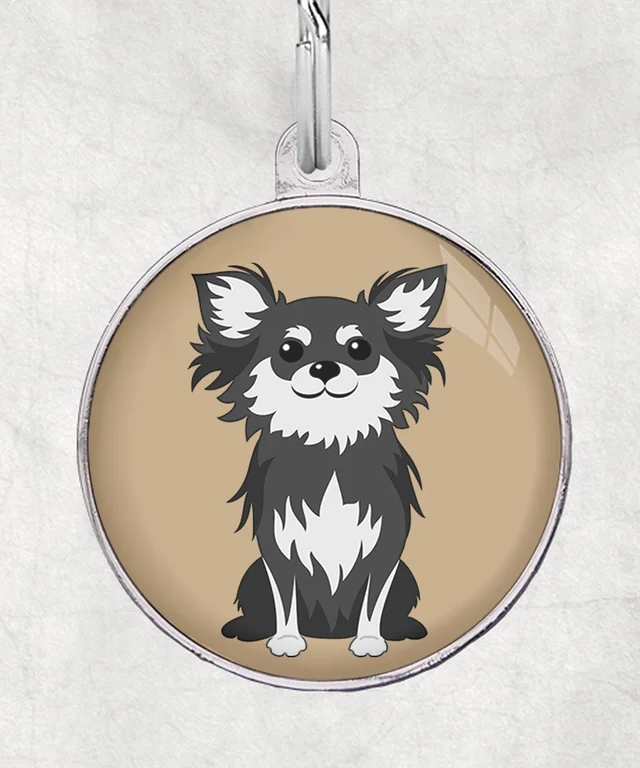 Chihuahua langhaar zwart-wit