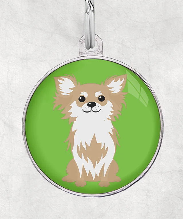 Chihuahua langhaar beige-wit