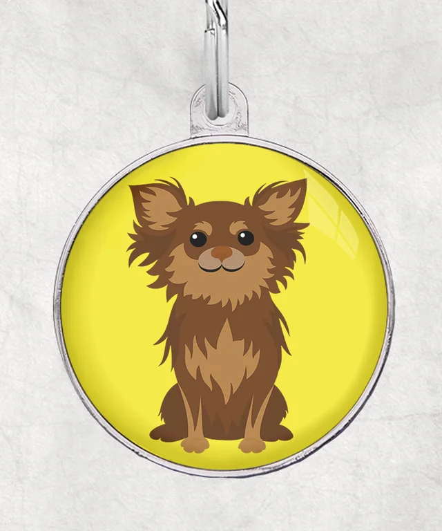 Chihuahua langhaar choco