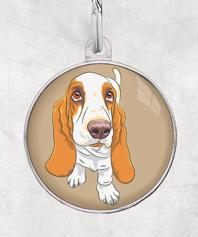 Basset hound