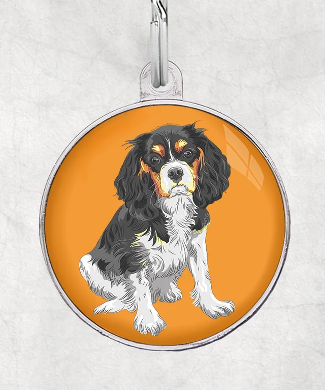 Cavalier tricolor