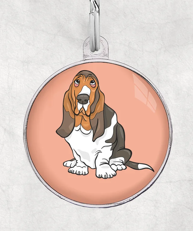 Basset hound