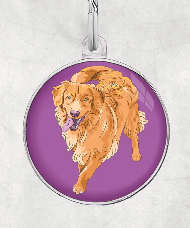 Nova Scotia duck tolling retriever