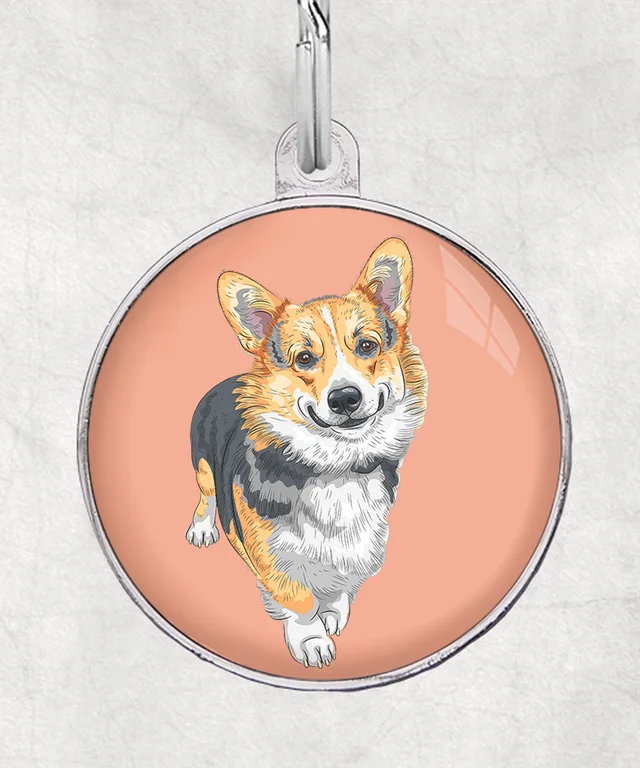 Welsh corgi tricolor