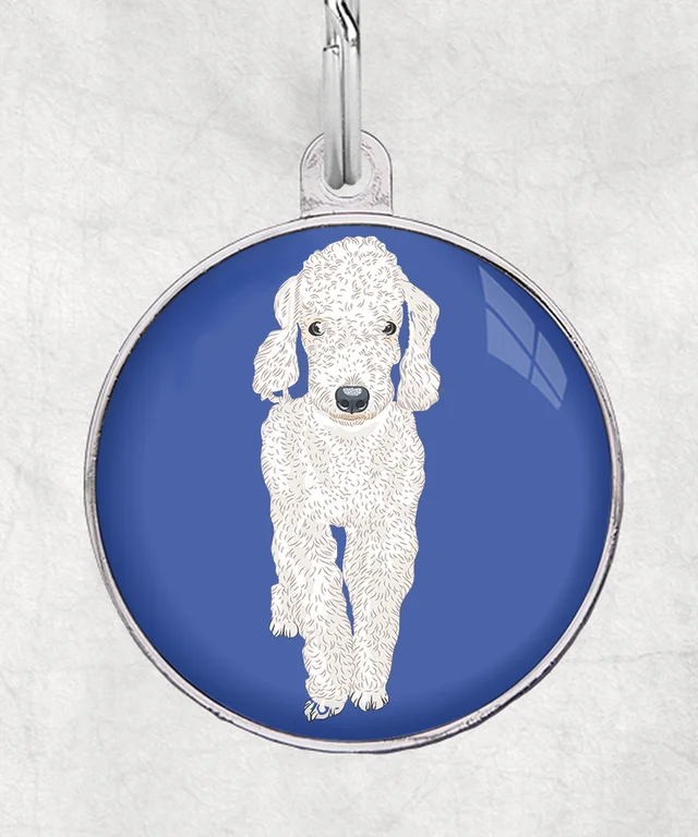 Bedlingtonterrier Wit