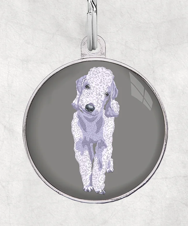 Bedlington terrier grijs
