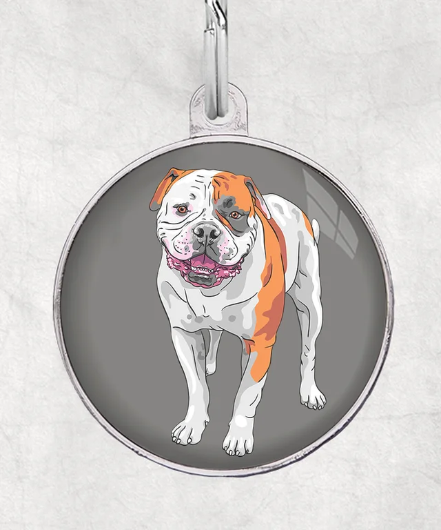 Amerikaanse bulldog staand
