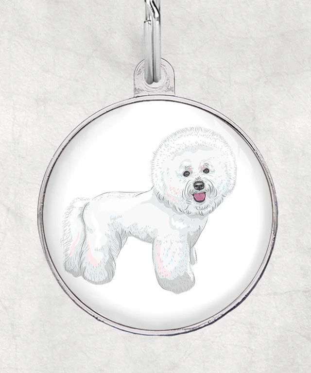 Bichon frise