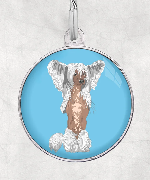 Chinese crested wit-bruin