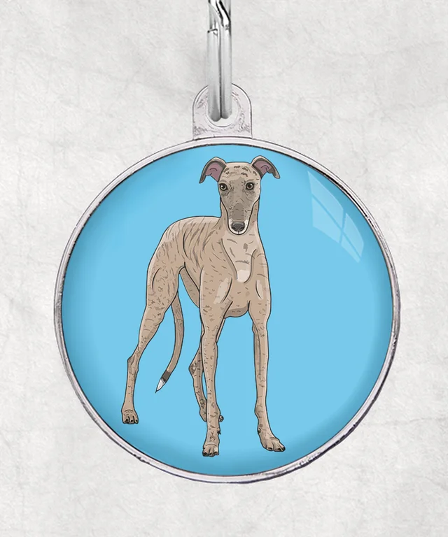 Galgo Brindle