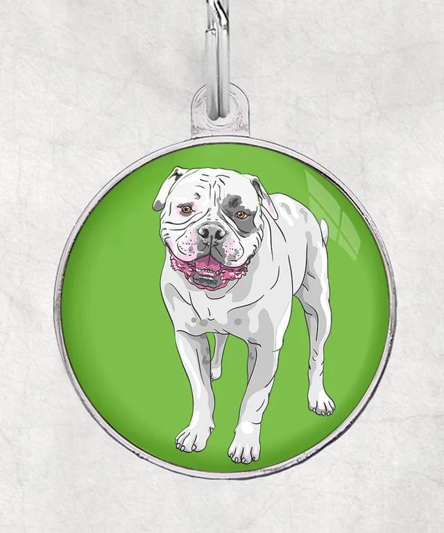 Amerikaanse bulldog wit-zwart