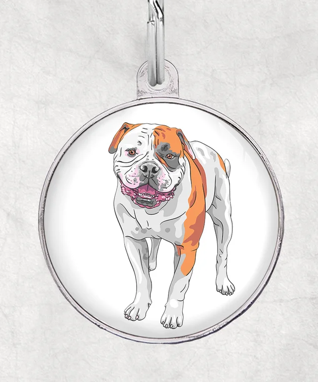 Amerikaanse bulldog oranje-wit