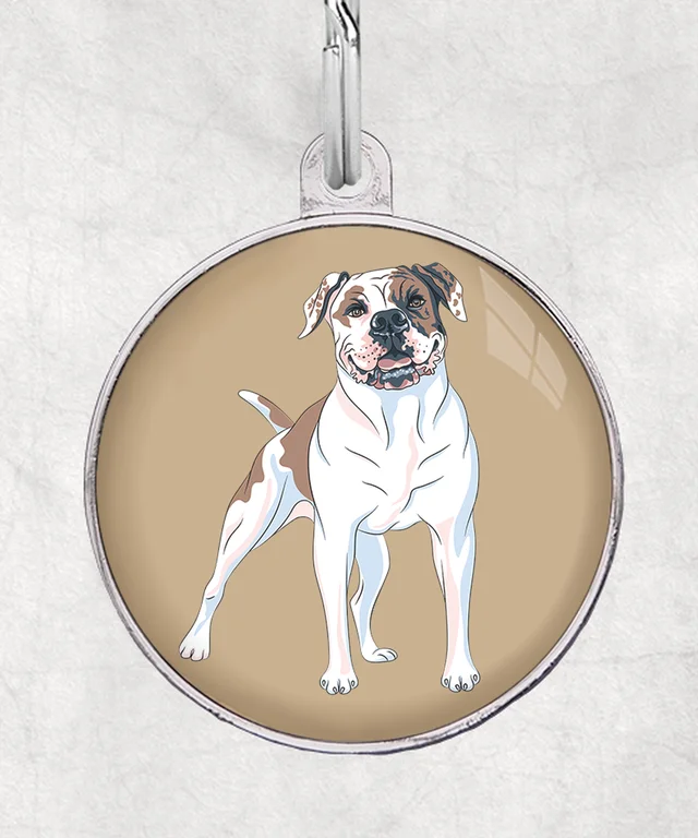 Amerikaanse bulldog bruin-wit
