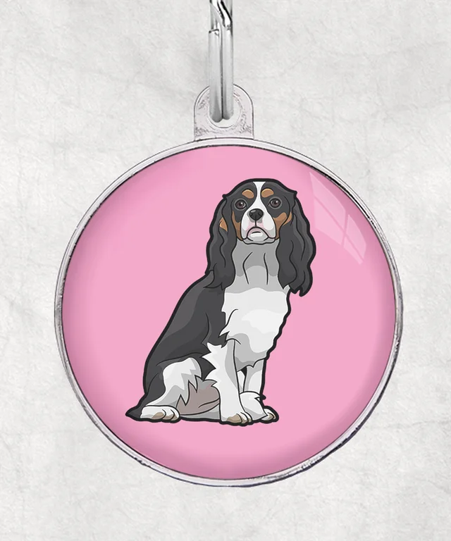 Cavalier tricolor