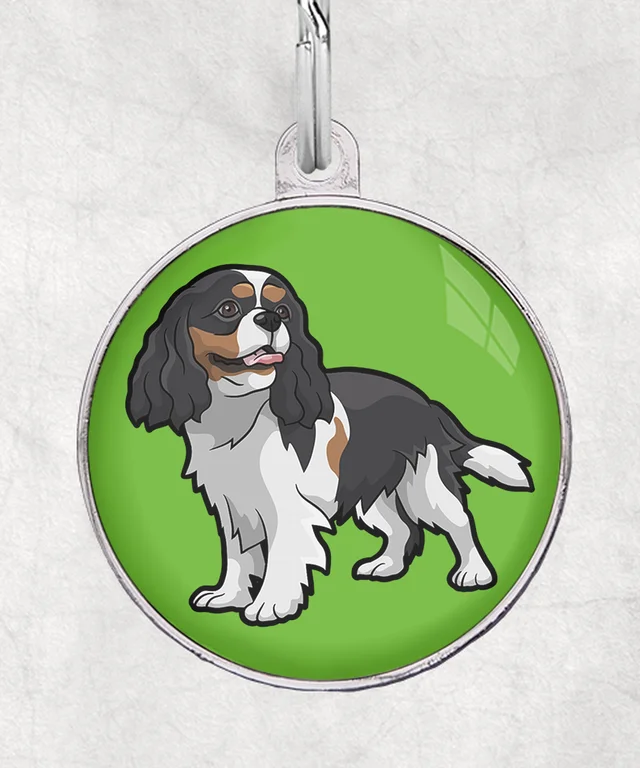 Cavalier tricolor
