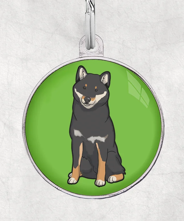 Shiba inu tricolor