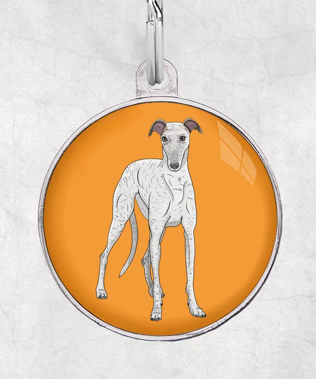 Galgo wit brindle