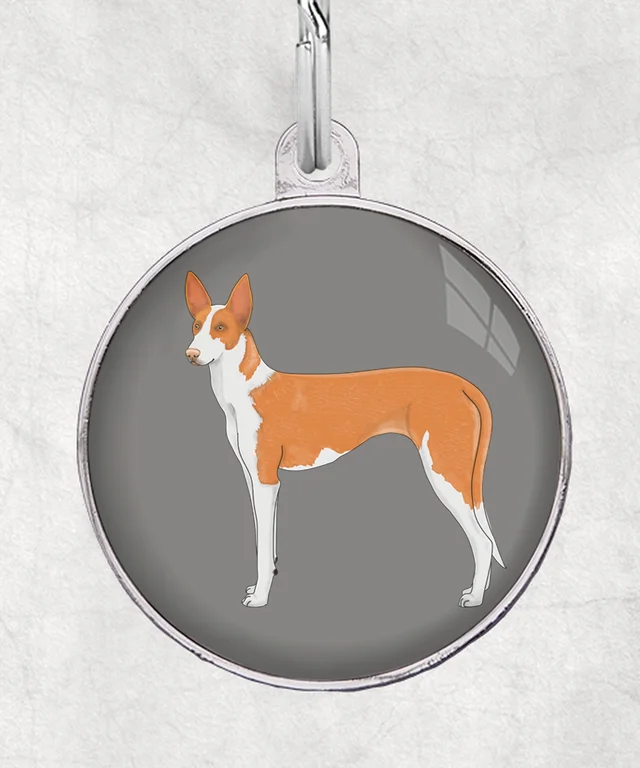 Podenco