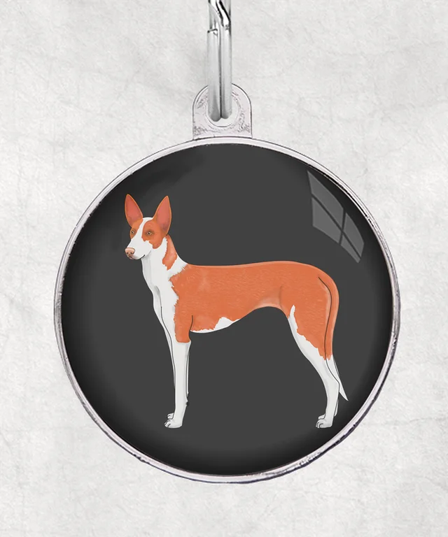 Podenco