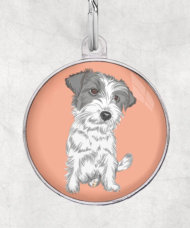 Jackrussel ruwharig