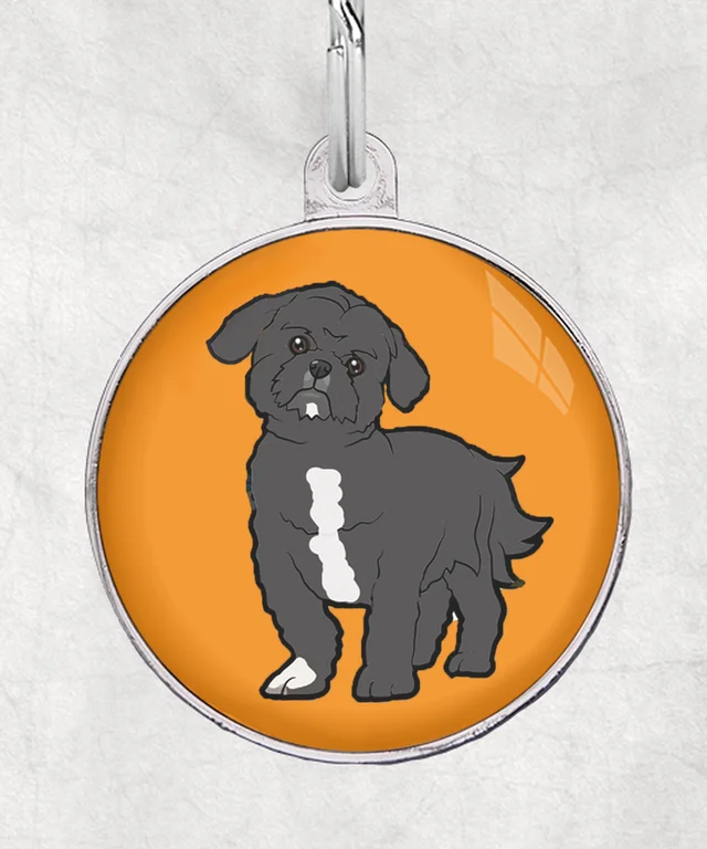 Shihtzu
