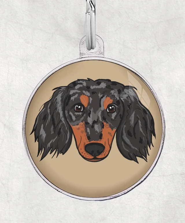 Langharige teckel black tan dapple
