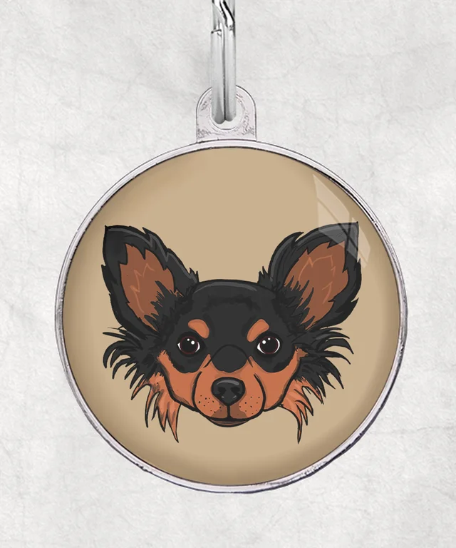 Langharige chihuahua black tan