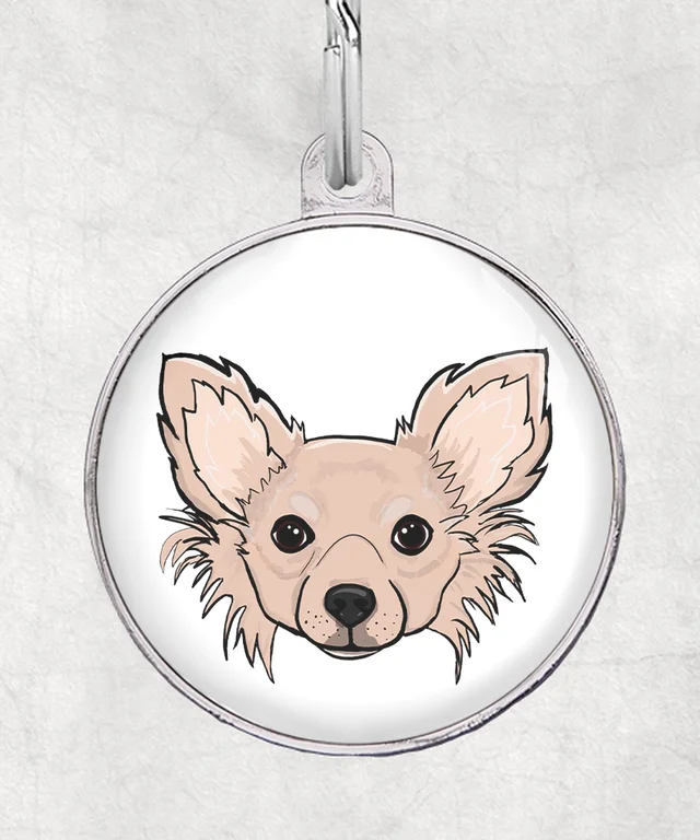 Langharige chihuahua beige