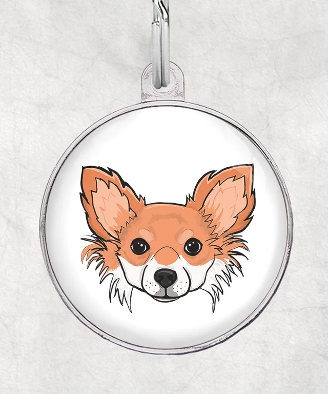 Langharige chihuahua rood-wit