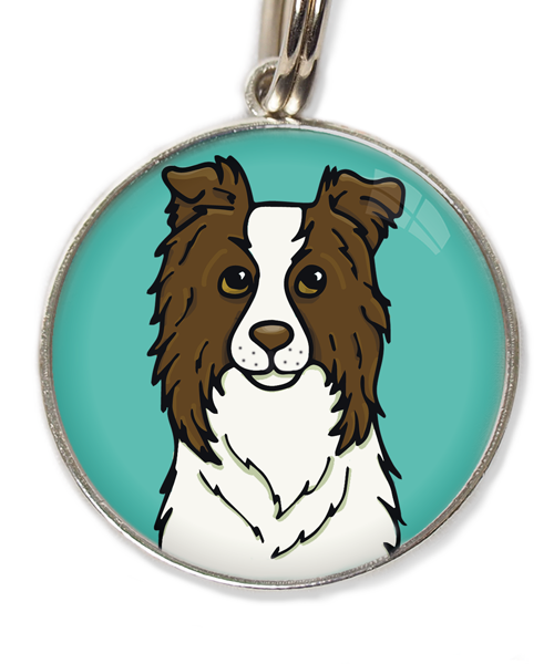 bordercollie-chocolade-met-huisdierpenning-turquoise