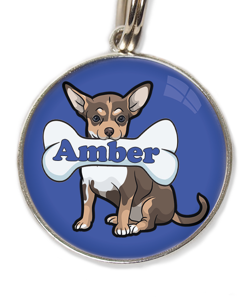 chihuahua-tricolor-chocolate-met-naam-been-huisdierpenning-blauw