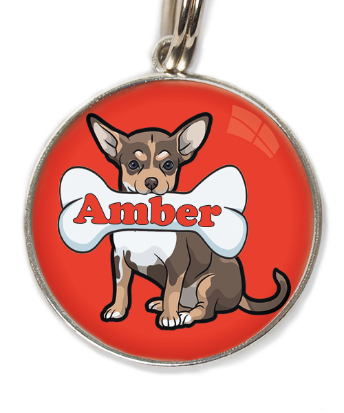 chihuahua-tricolor-chocolate-met-naam-been-huisdierpenning-rood