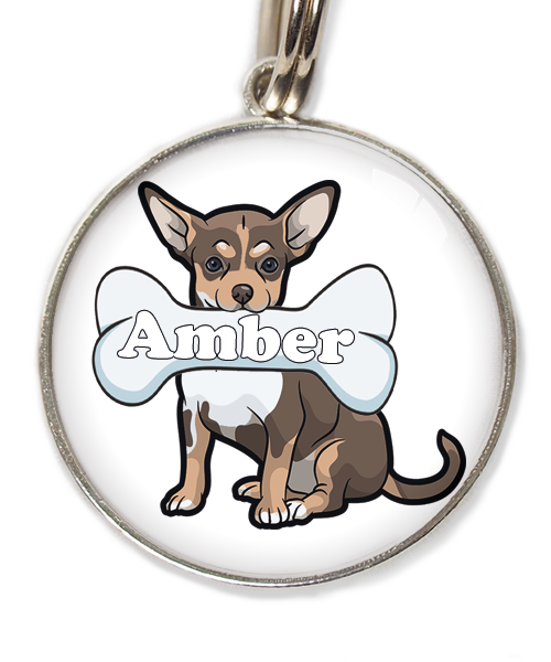 chihuahua-tricolor-chocolate-met-naam-been-huisdierpenning-wit