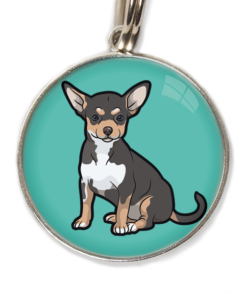 chihuahua-tricolor-zwart-huisdierpenning-turquoise