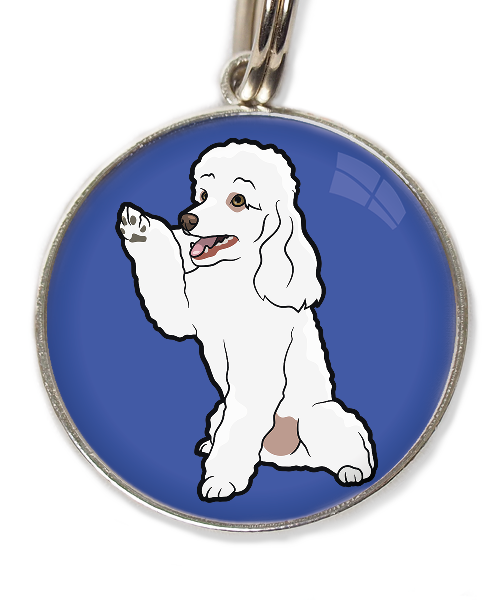 dwergpoedel-wit-geeft-pootje-huisdierpenning-blauw